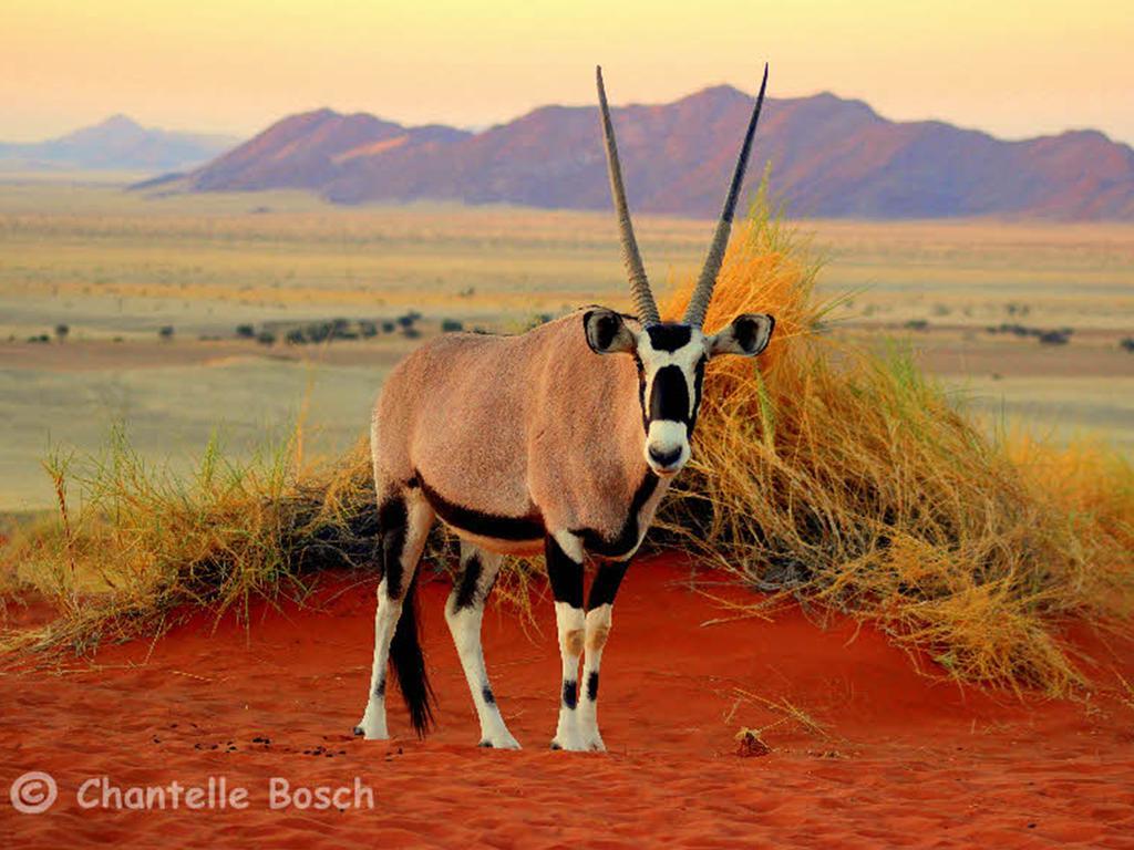Gondwana Namib Desert Lodge Solitaire Zewnętrze zdjęcie
